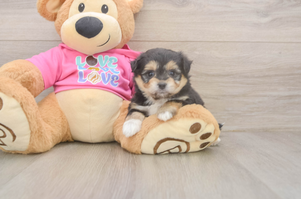 5 week old Pomachon Puppy For Sale - Seaside Pups