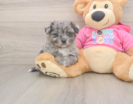 5 week old Pomachon Puppy For Sale - Seaside Pups