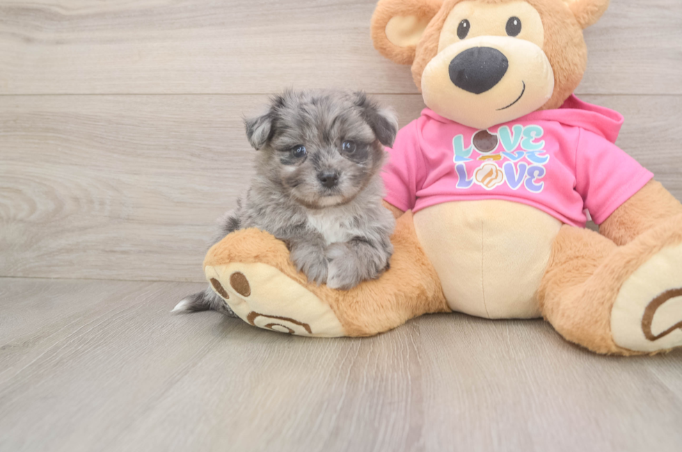 5 week old Pomachon Puppy For Sale - Seaside Pups
