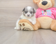 5 week old Pomachon Puppy For Sale - Seaside Pups