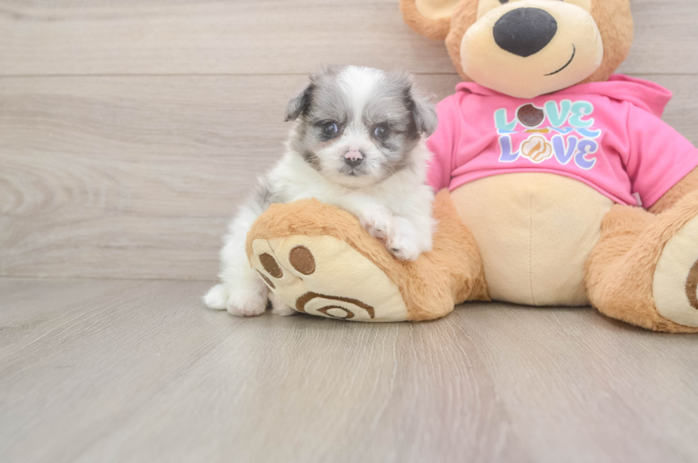 5 week old Pomachon Puppy For Sale - Seaside Pups