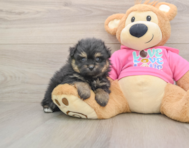 5 week old Pomachon Puppy For Sale - Seaside Pups