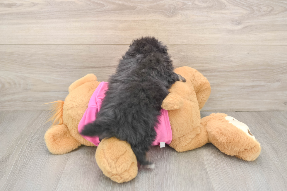 Adorable Pom Frise Designer Puppy