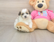 5 week old Pomachon Puppy For Sale - Seaside Pups