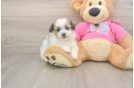 Pomachon Puppy for Adoption