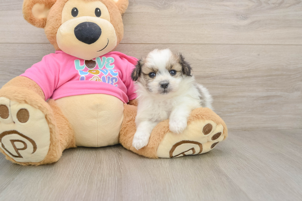 Best Pomachon Baby