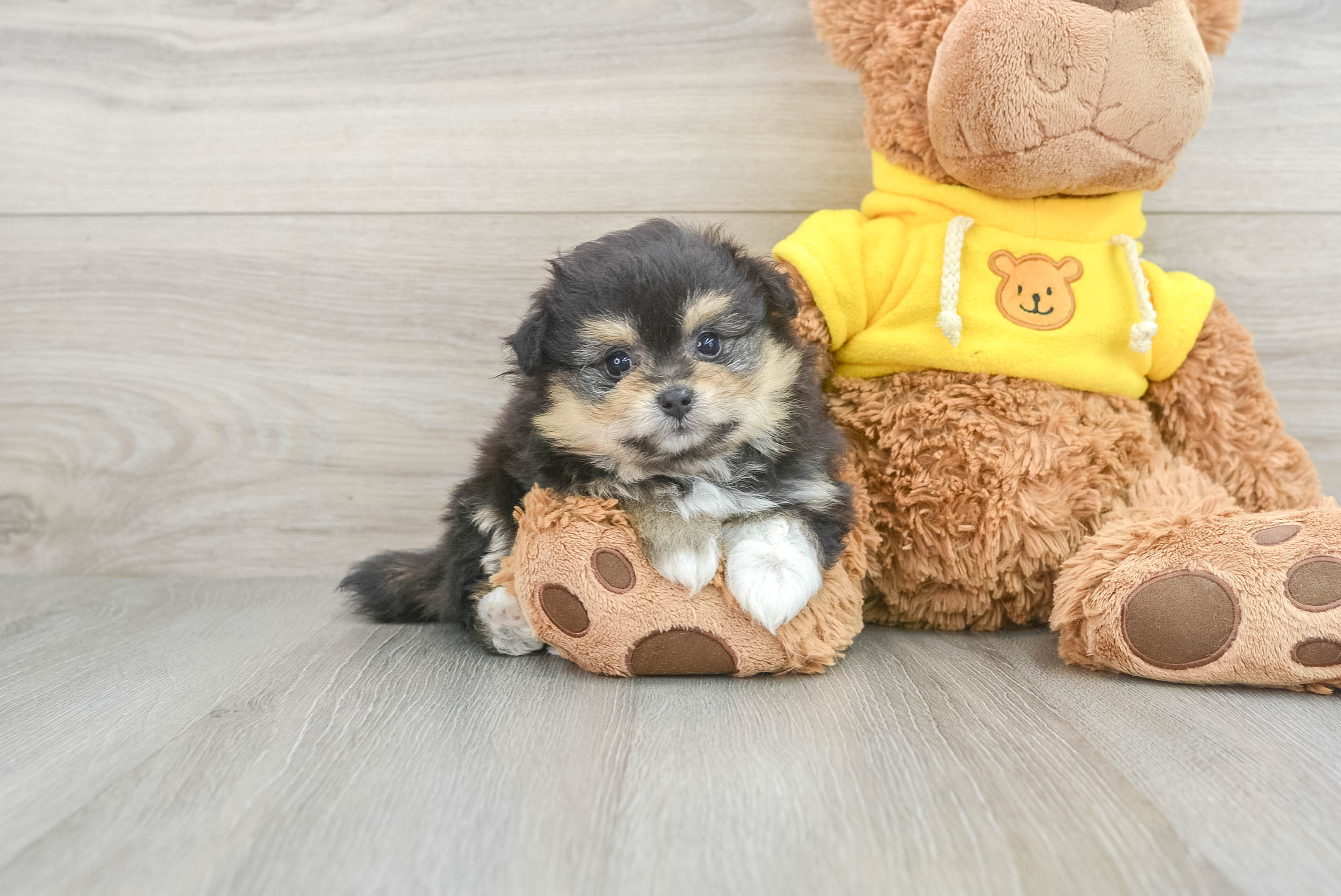 Smart Pomachon Designer Pup