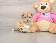 5 week old Pomachon Puppy For Sale - Seaside Pups