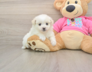 6 week old Pomachon Puppy For Sale - Seaside Pups