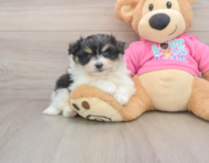 5 week old Pomachon Puppy For Sale - Seaside Pups