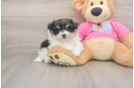 Popular Pomachon Designer Pup
