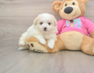 5 week old Pomachon Puppy For Sale - Seaside Pups