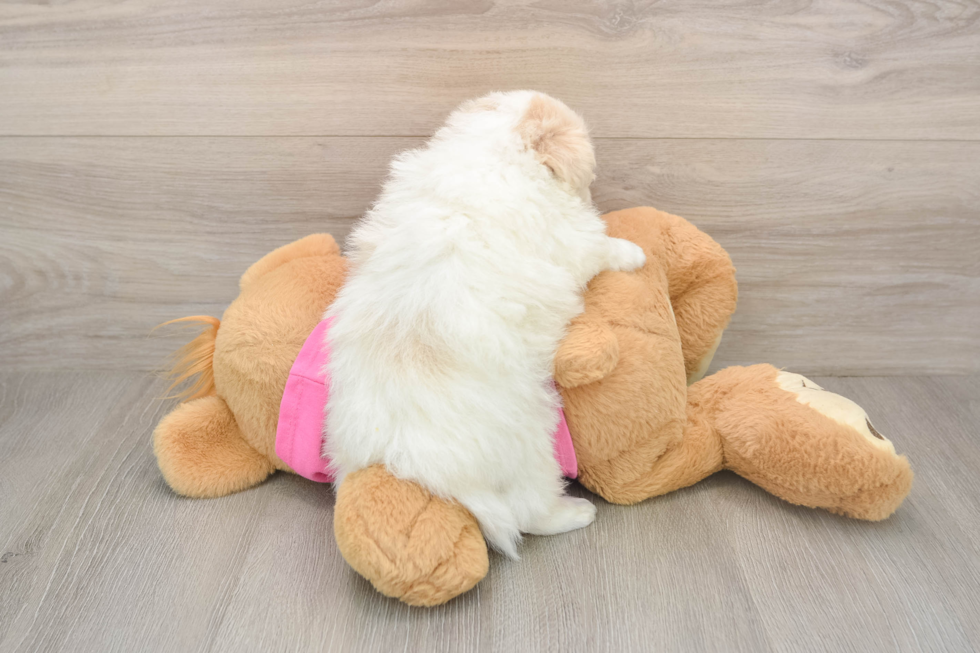 Playful Pom Frise Designer Puppy