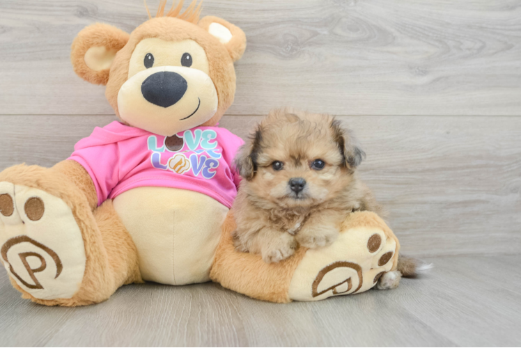 Cute Pomachon Baby