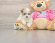 5 week old Pomachon Puppy For Sale - Seaside Pups