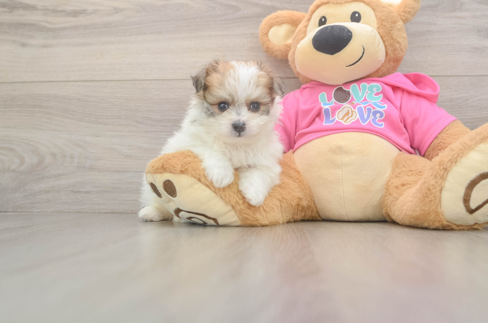 5 week old Pomachon Puppy For Sale - Seaside Pups