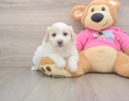 5 week old Pomachon Puppy For Sale - Seaside Pups