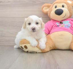 6 week old Pomachon Puppy For Sale - Seaside Pups