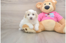 Little Pom Frise Designer Puppy
