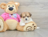 5 week old Pomachon Puppy For Sale - Seaside Pups