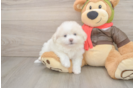 Pomachon Pup Being Cute