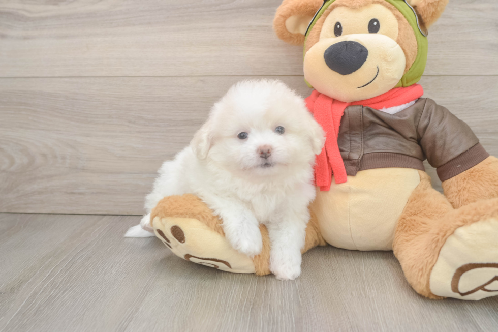 Pomachon Pup Being Cute