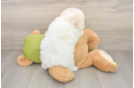 Pomachon Puppy for Adoption