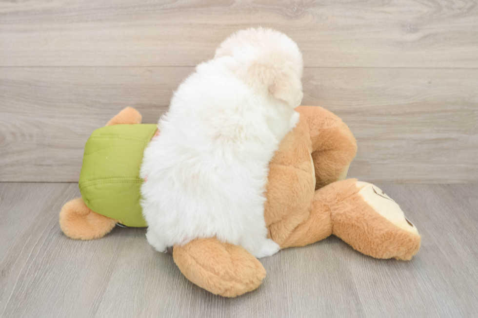 Pomachon Puppy for Adoption