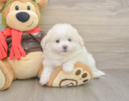 8 week old Pomachon Puppy For Sale - Seaside Pups