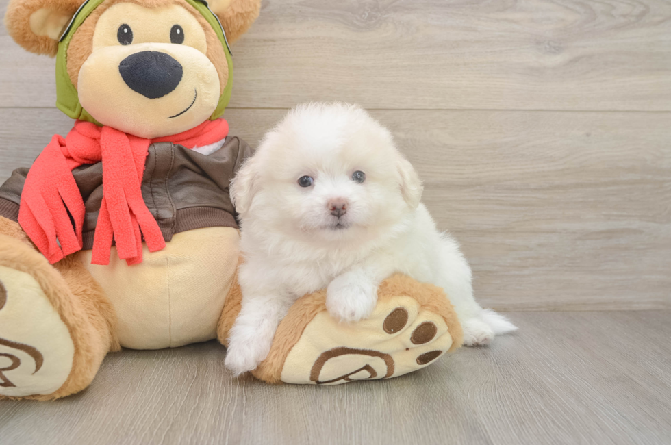 6 week old Pomachon Puppy For Sale - Seaside Pups
