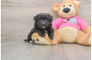 Pomachon Puppy for Adoption