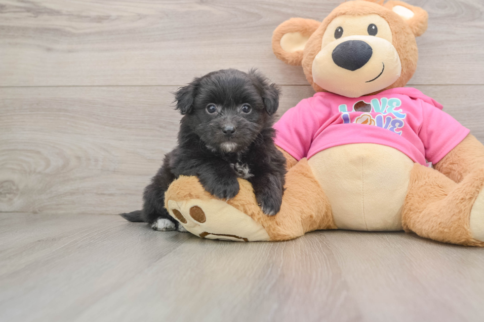 Pomachon Puppy for Adoption