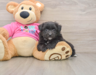 5 week old Pomachon Puppy For Sale - Seaside Pups