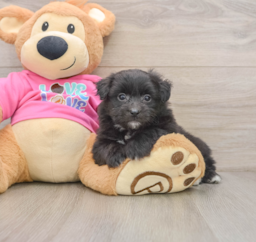 6 week old Pomachon Puppy For Sale - Seaside Pups