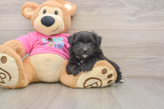 Cute Pomachon Baby
