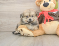 6 week old Pomachon Puppy For Sale - Seaside Pups
