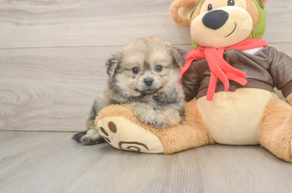 6 week old Pomachon Puppy For Sale - Seaside Pups