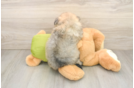 Pomachon Puppy for Adoption