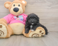 5 week old Pomachon Puppy For Sale - Seaside Pups