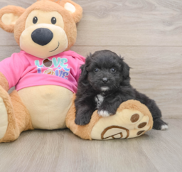 6 week old Pomachon Puppy For Sale - Seaside Pups