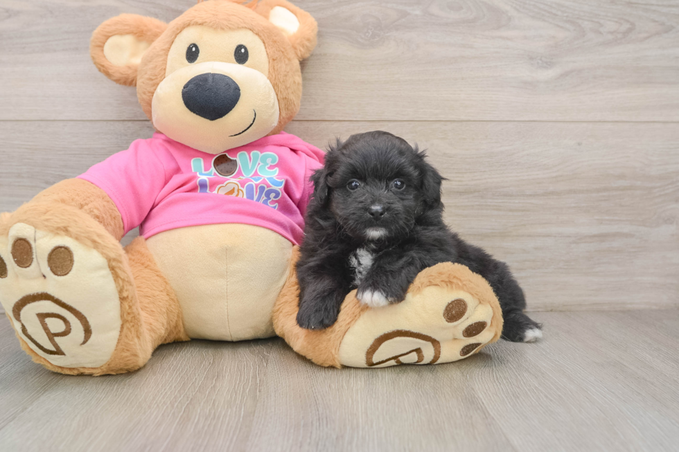 Best Pomachon Baby