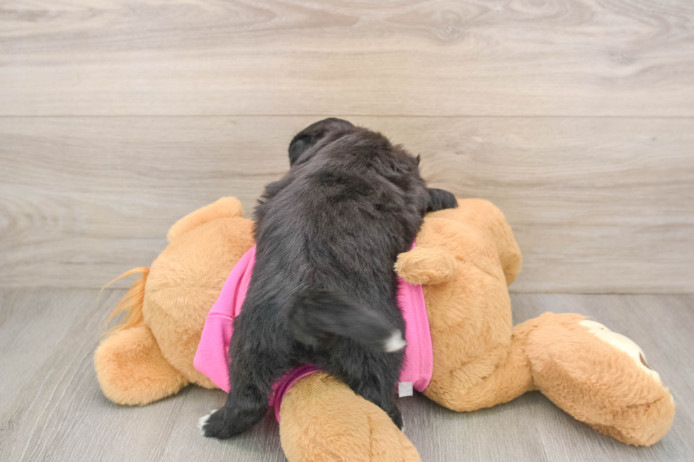 Smart Pomachon Designer Pup
