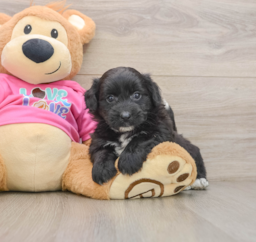 6 week old Pomachon Puppy For Sale - Seaside Pups