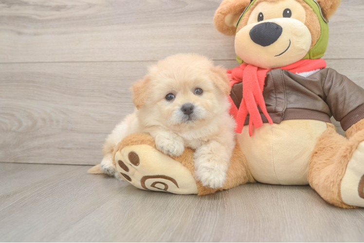 Hypoallergenic Pom Frise Designer Puppy