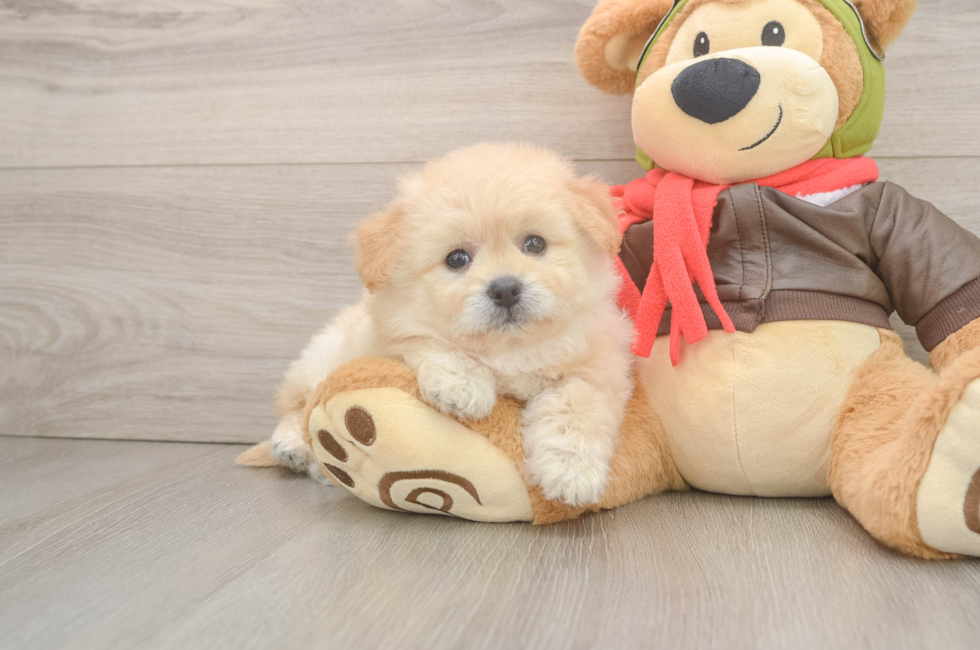 6 week old Pomachon Puppy For Sale - Seaside Pups