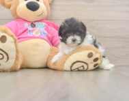5 week old Pomachon Puppy For Sale - Seaside Pups