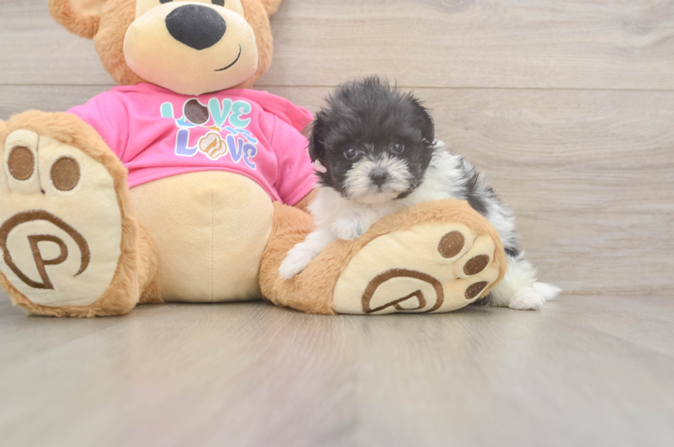 5 week old Pomachon Puppy For Sale - Seaside Pups