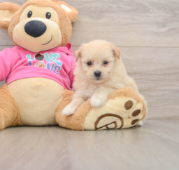 8 week old Pomachon Puppy For Sale - Seaside Pups