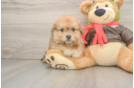 Best Pomachon Baby