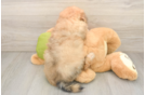 Little Pom Frise Designer Puppy